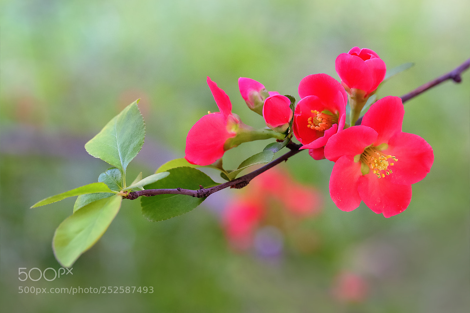 Canon EOS-1D X Mark II sample photo. 贴梗海棠花 photography