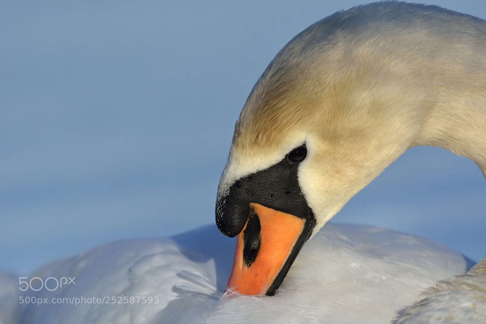 Nikon D7100 sample photo. Mute swan portrait photography