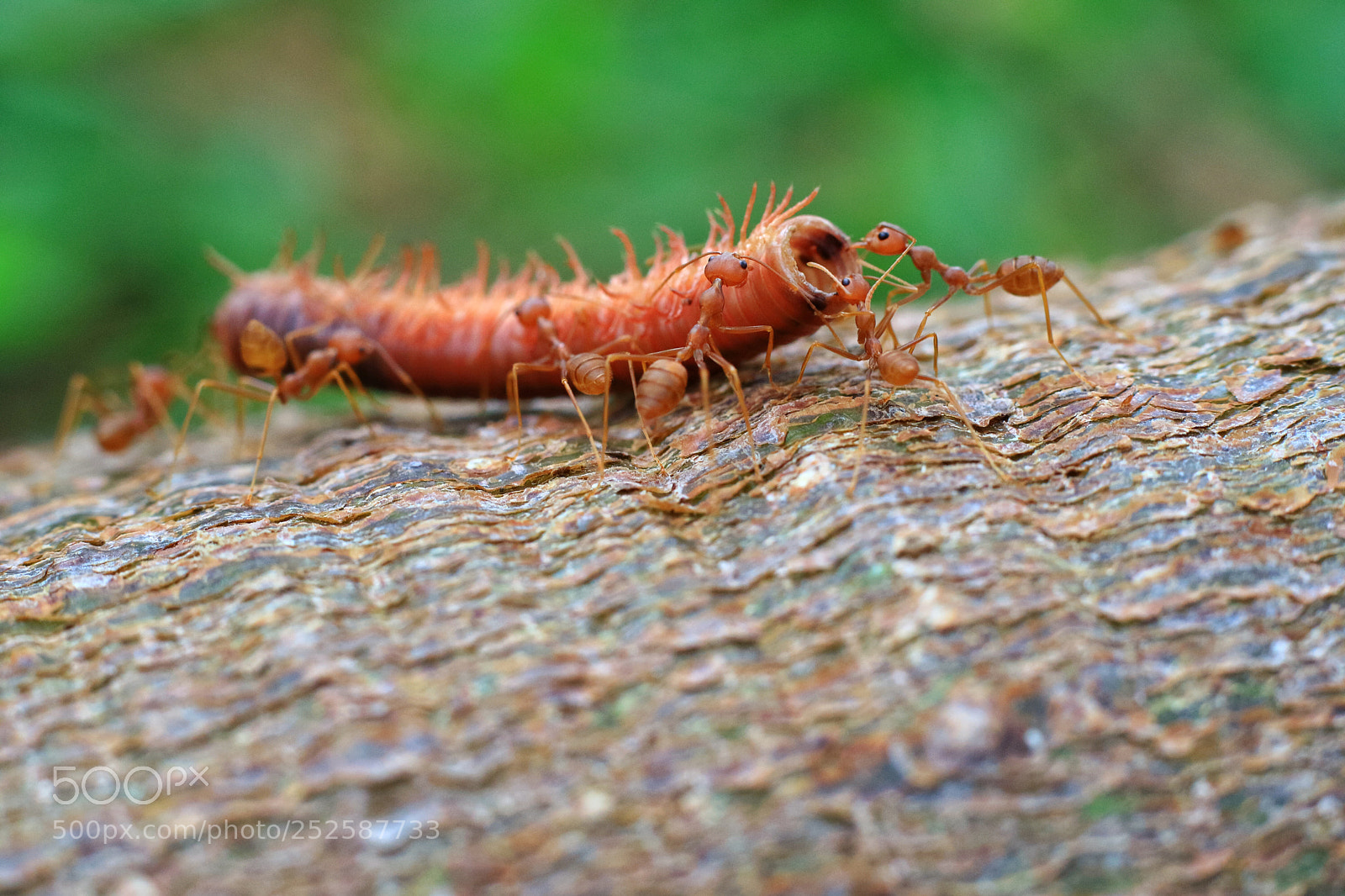 Canon EOS M3 sample photo. Big ants photography
