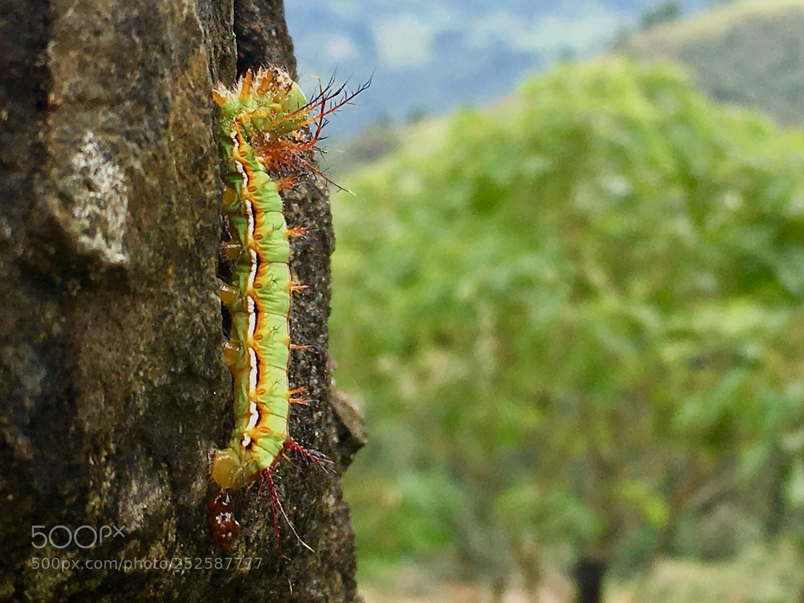 Apple iPhone 6s sample photo. Spring worm photography