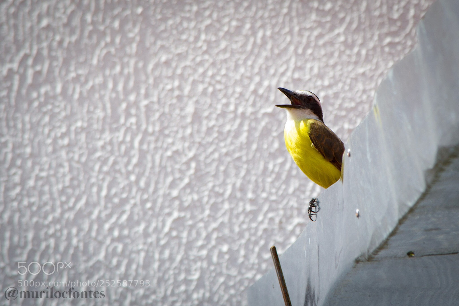 Nikon D3100 sample photo. Untitled photography