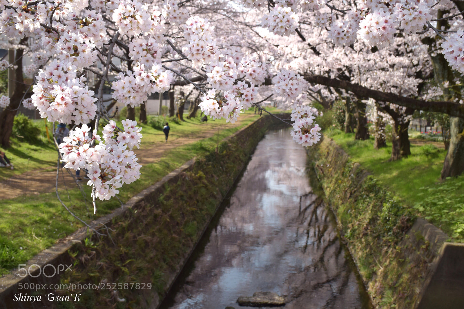 Nikon D5300 sample photo. Sakura photography