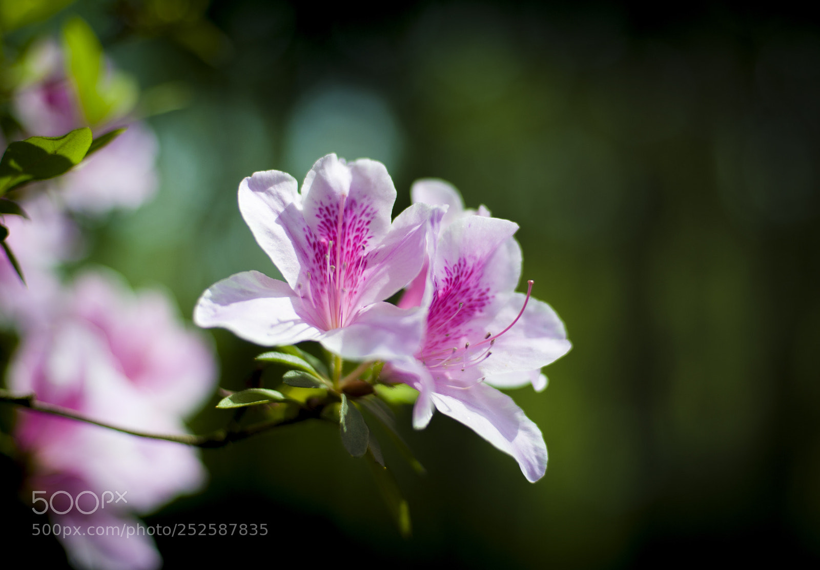 Nikon D700 sample photo. 杜鹃 photography