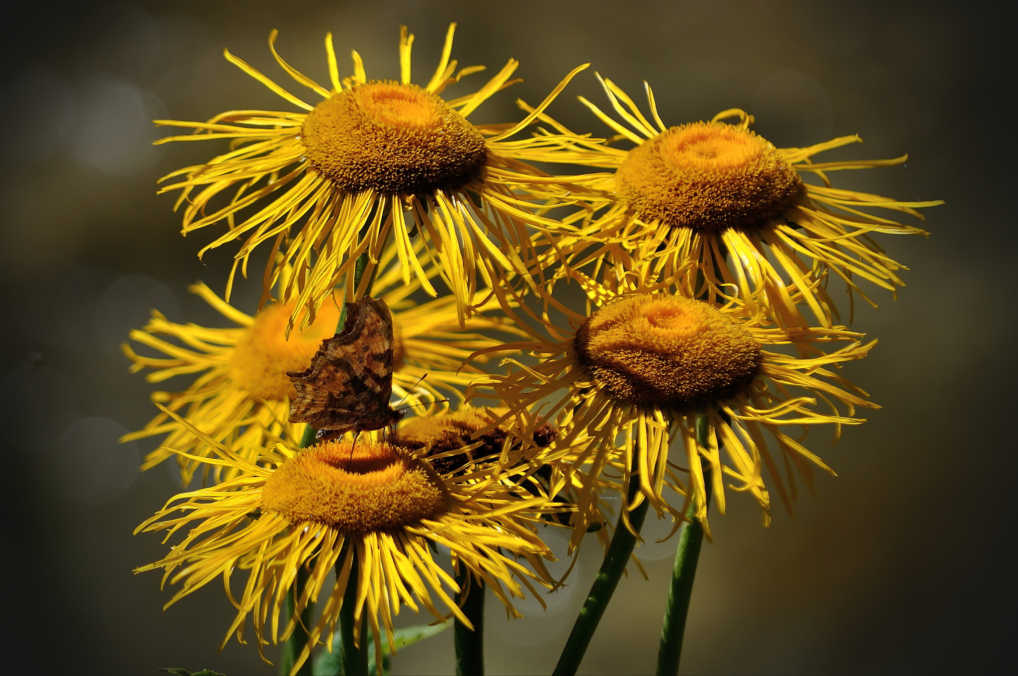 Nikon D5000 sample photo. Camouflage photography