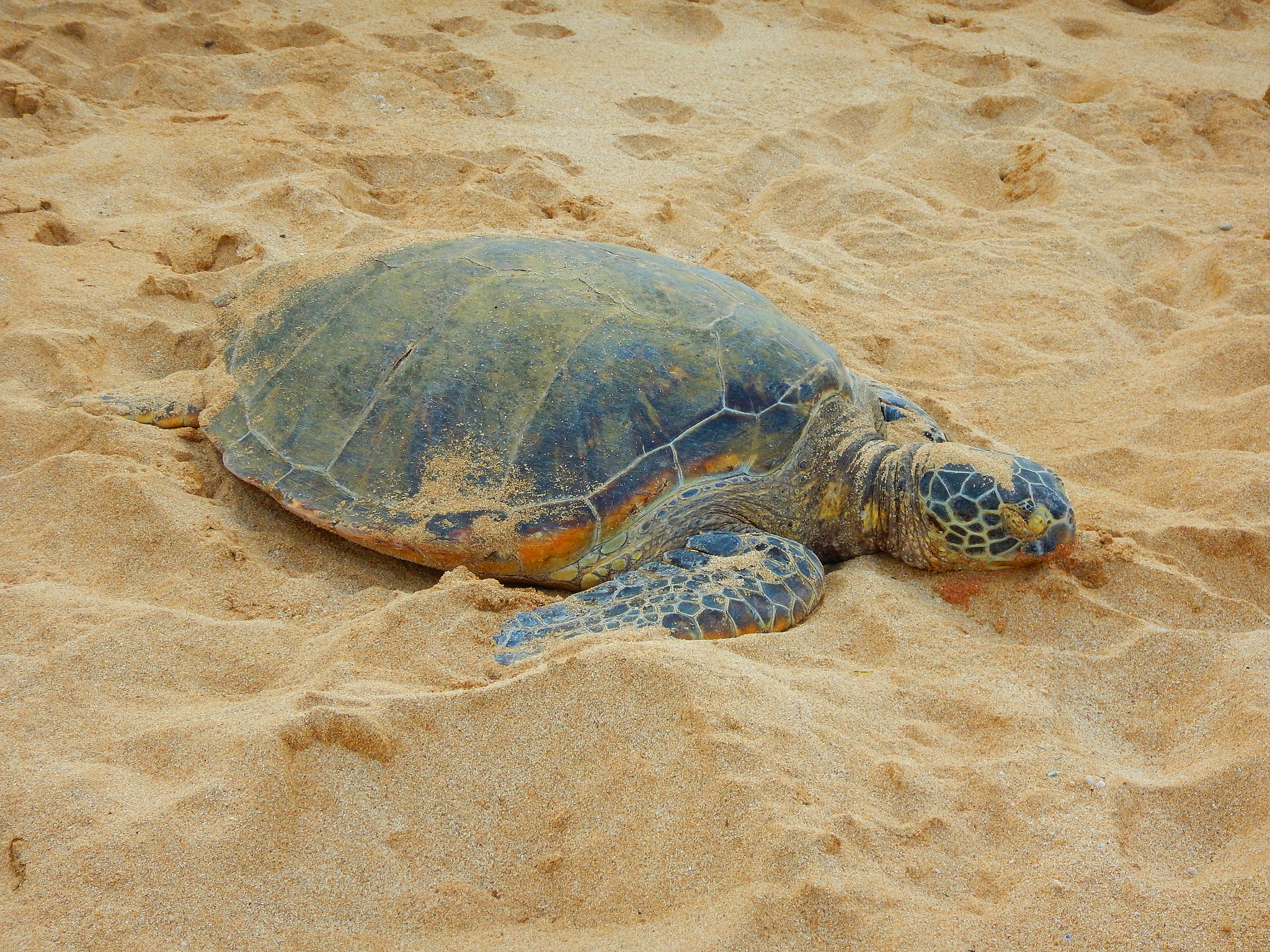 Nikon Coolpix AW130 sample photo. Hidden beach north shore oahu 2 photography