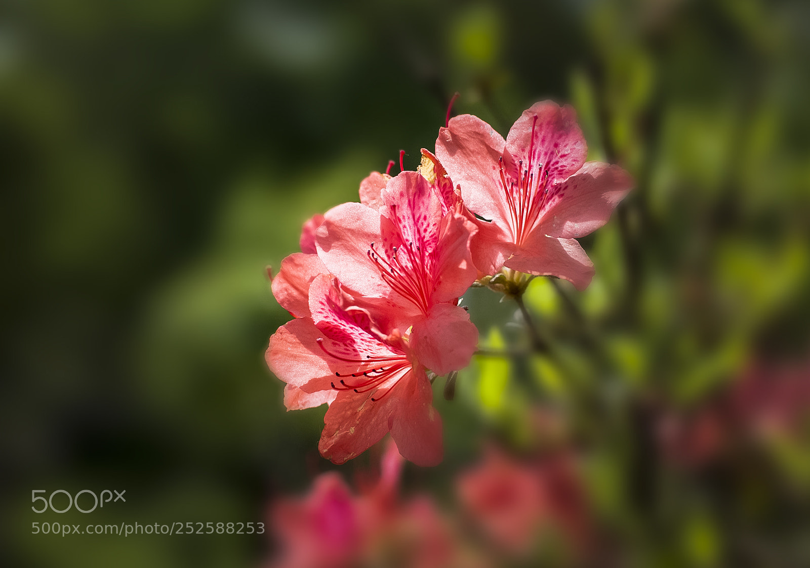 Nikon D700 sample photo. 杜鹃 Ⅱ photography