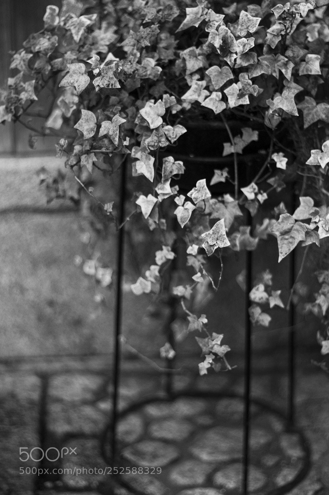 Leica M9 sample photo. The shade #9 photography