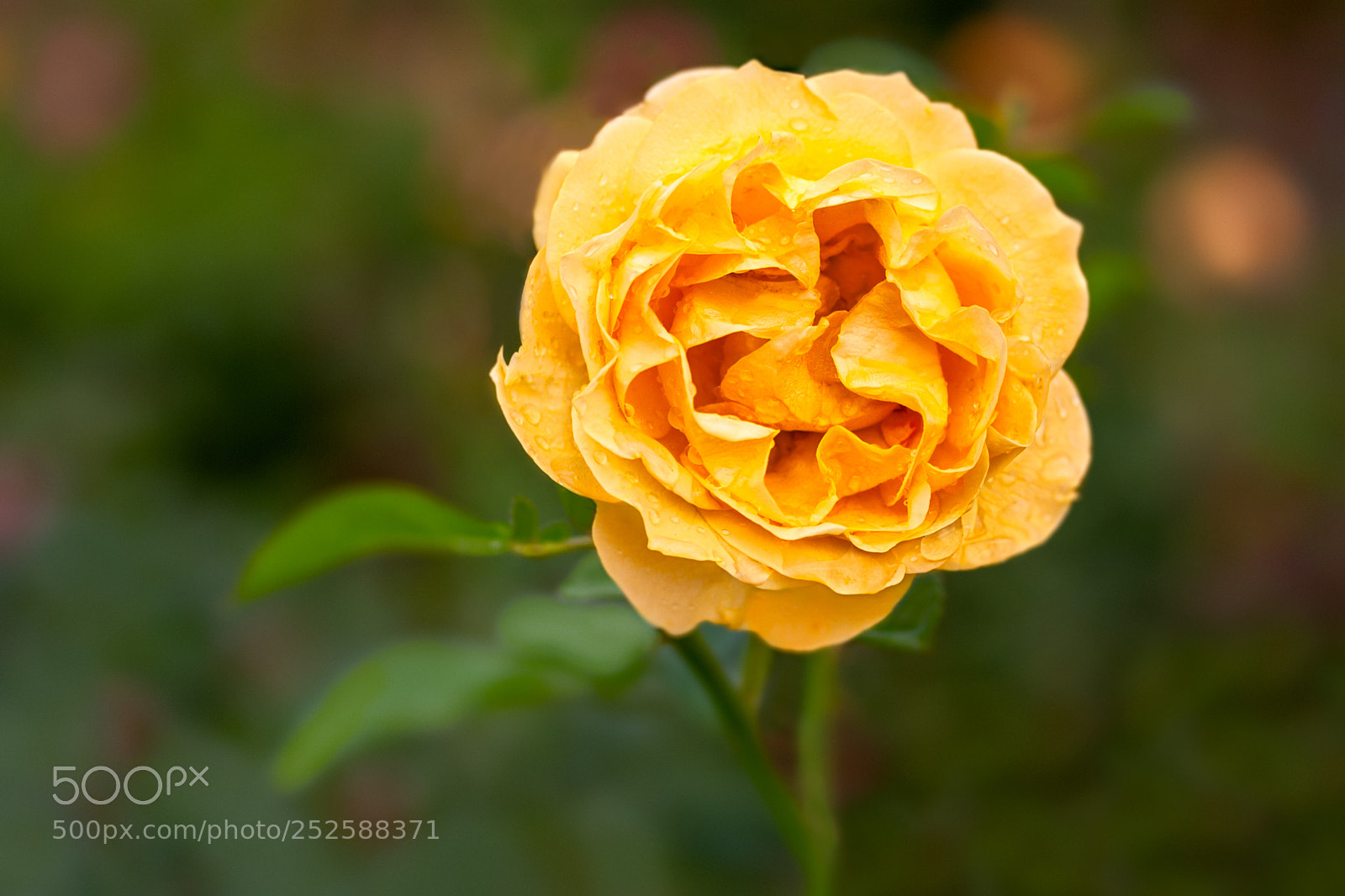 Canon EOS 40D sample photo. Orange rose photography