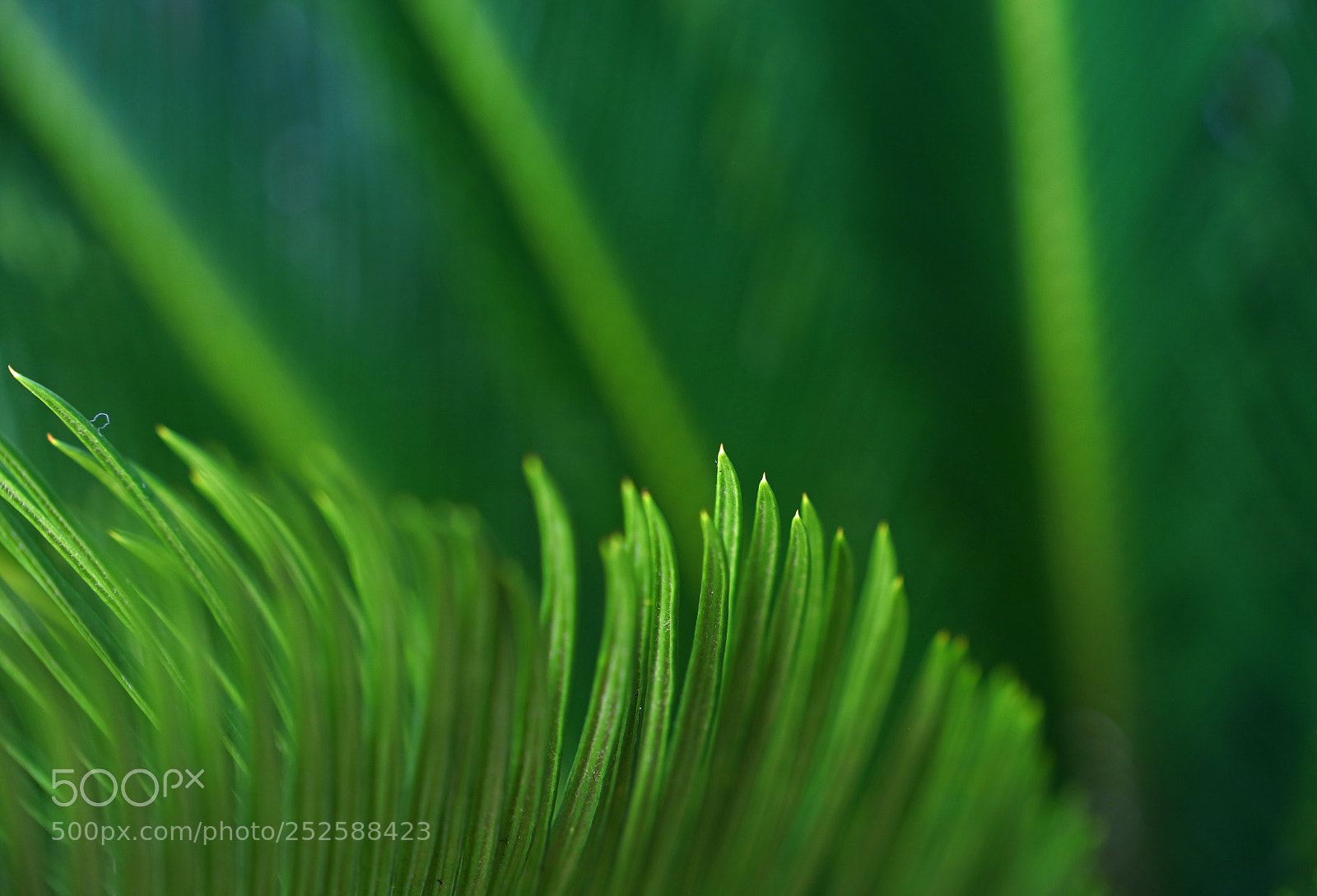 Canon EOS 5DS sample photo. Green cycad sago palm photography