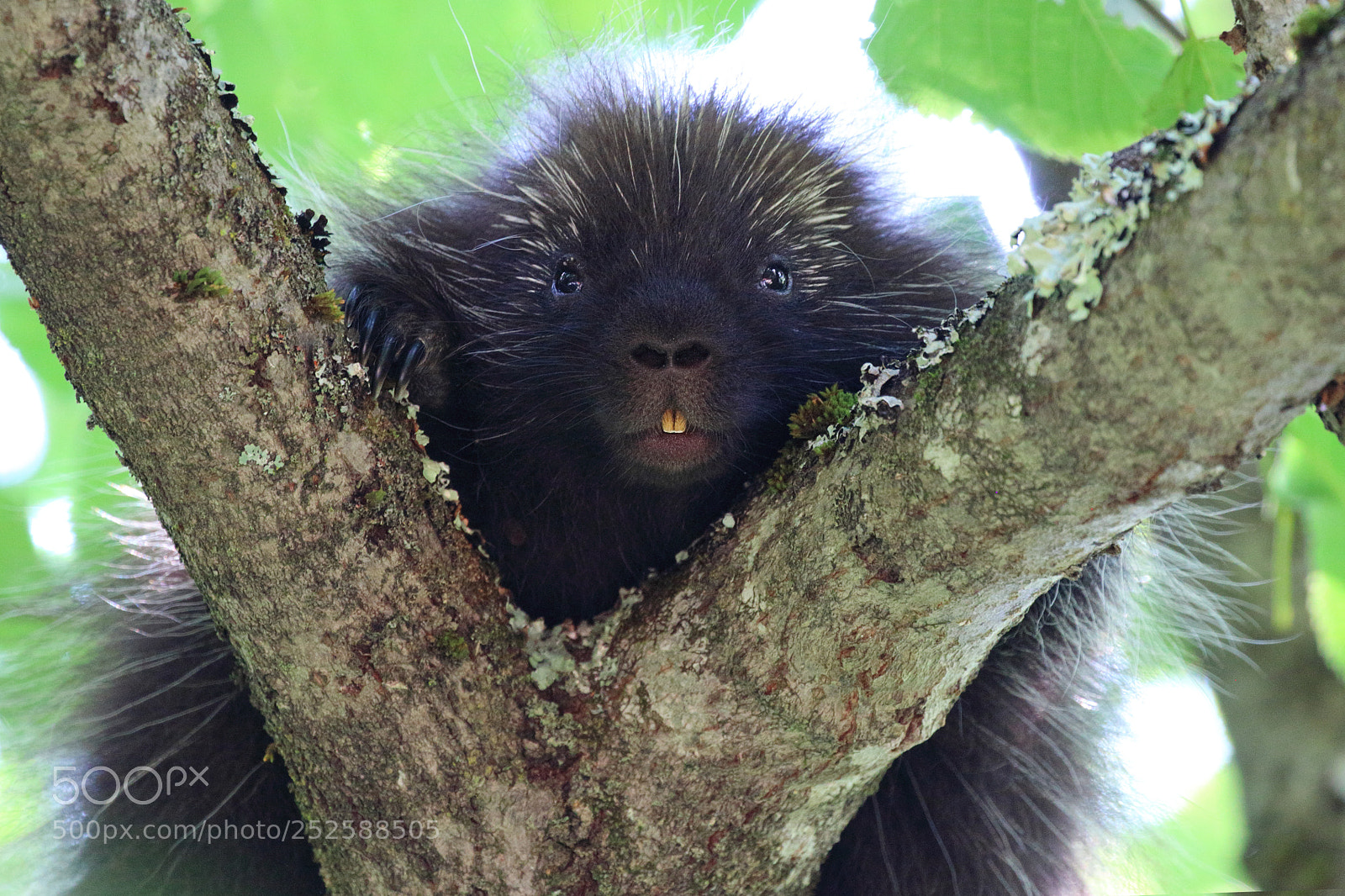 Canon EOS 70D sample photo. Peeking porcupine photography