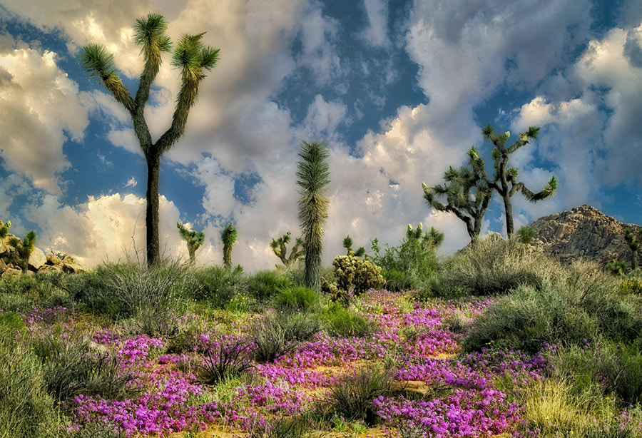 Canon EOS-1Ds sample photo. Joshua trees and sand verbena flowers. joshua tree national park, california photography