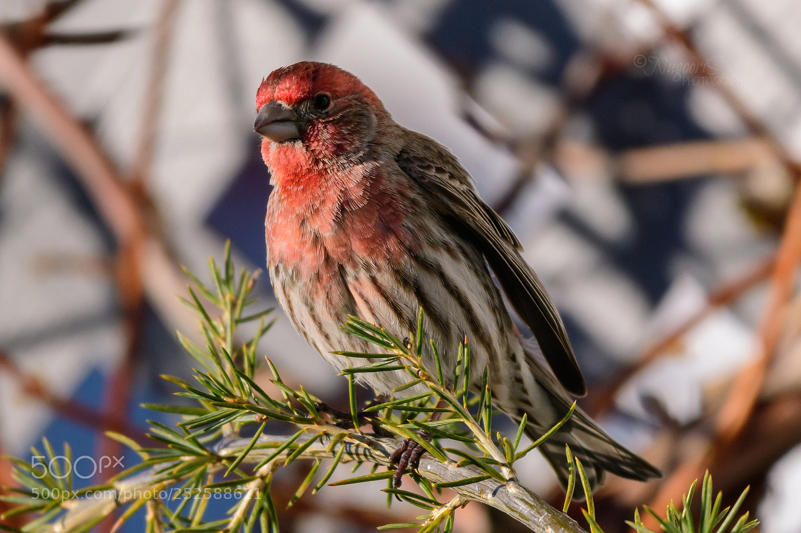 Nikon D500 sample photo. House finch photography