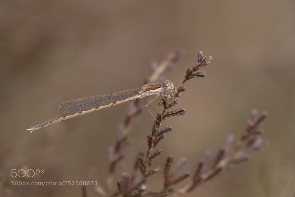 Canon EOS 7D sample photo. Bruine winterjuffer photography