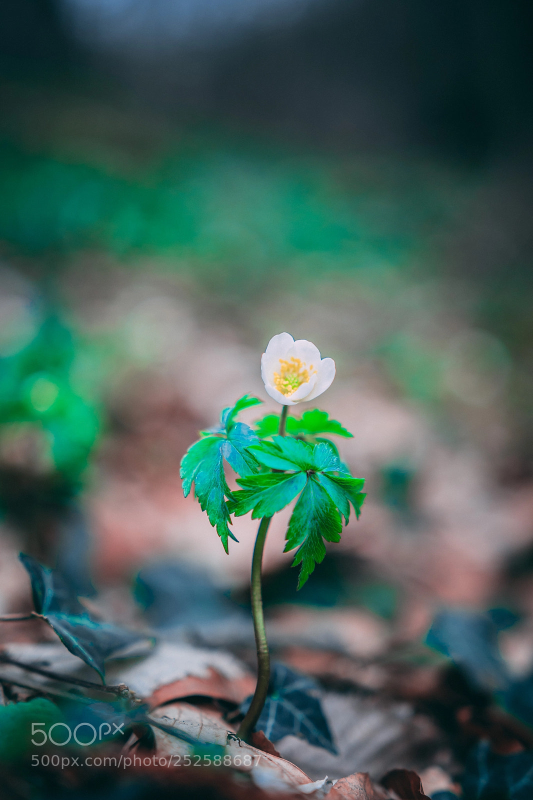 Nikon D500 sample photo. Be different photography