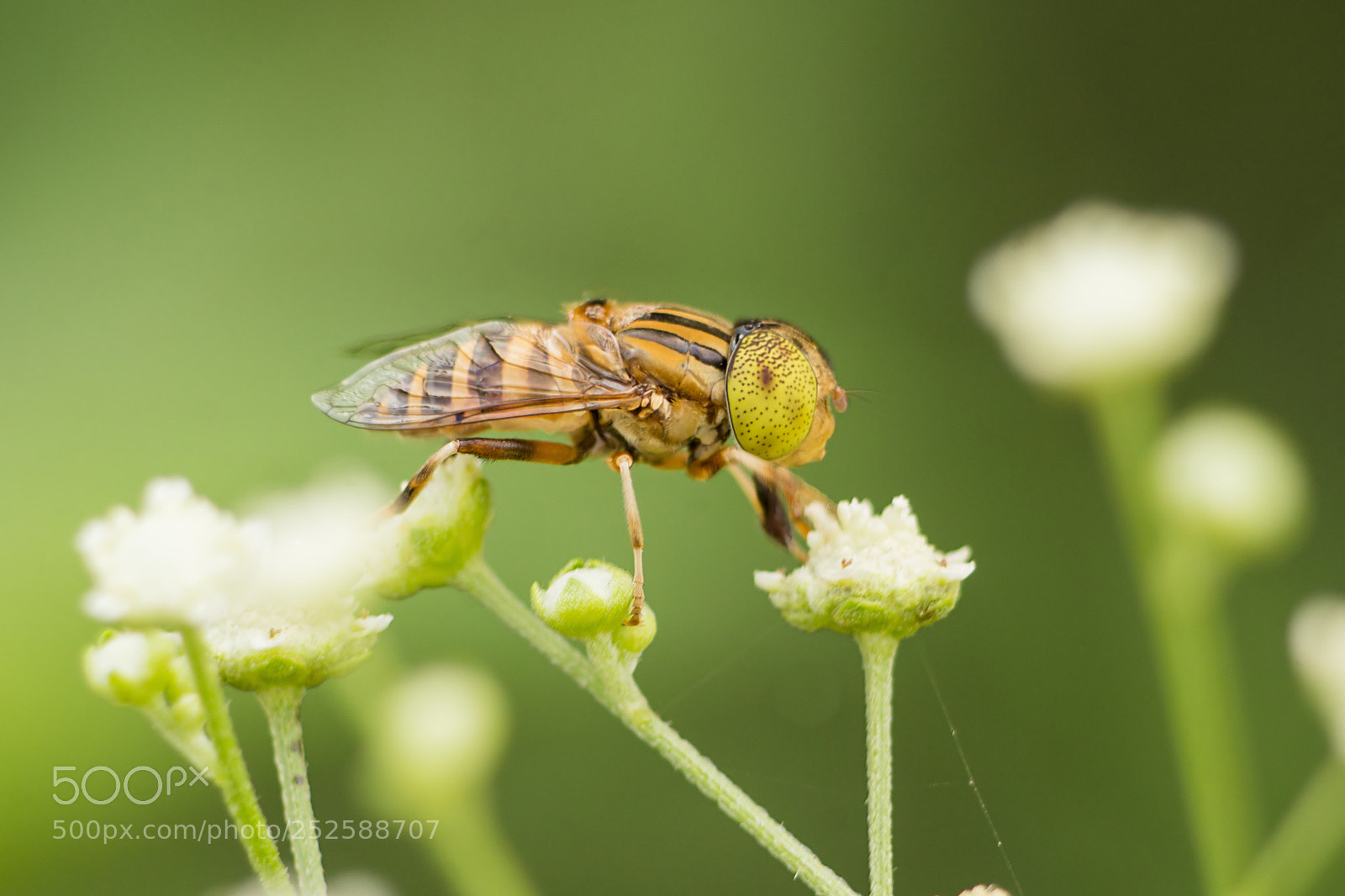 Canon EOS 1200D (EOS Rebel T5 / EOS Kiss X70 / EOS Hi) sample photo. Yellow eyed hoverfly in photography