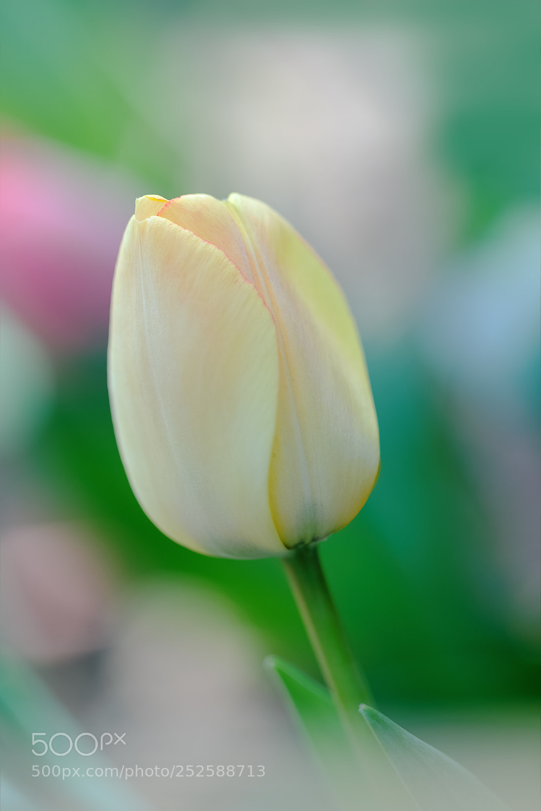 Canon EOS-1D X Mark II sample photo. 郁金香? photography