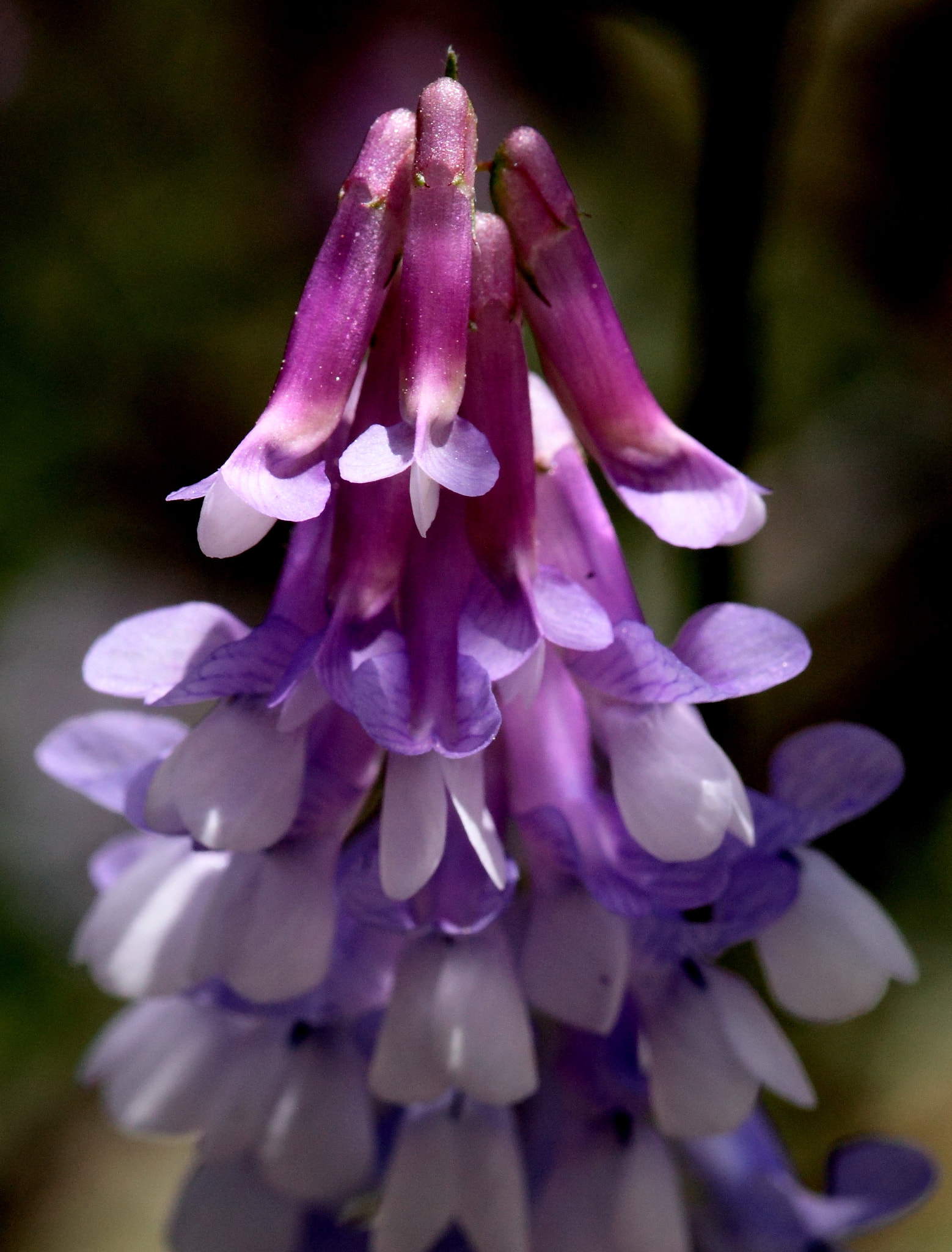 Canon 105mm sample photo