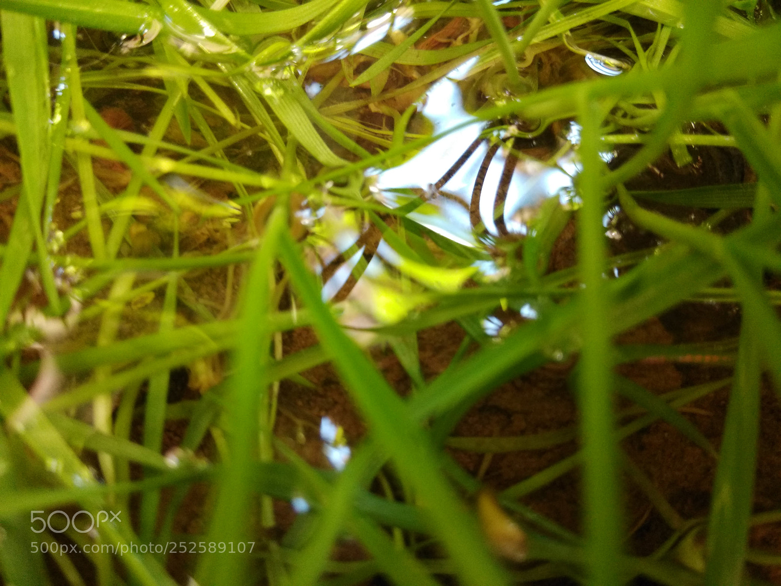 Xiaomi Redmi Note 4 sample photo. Grass ? photography