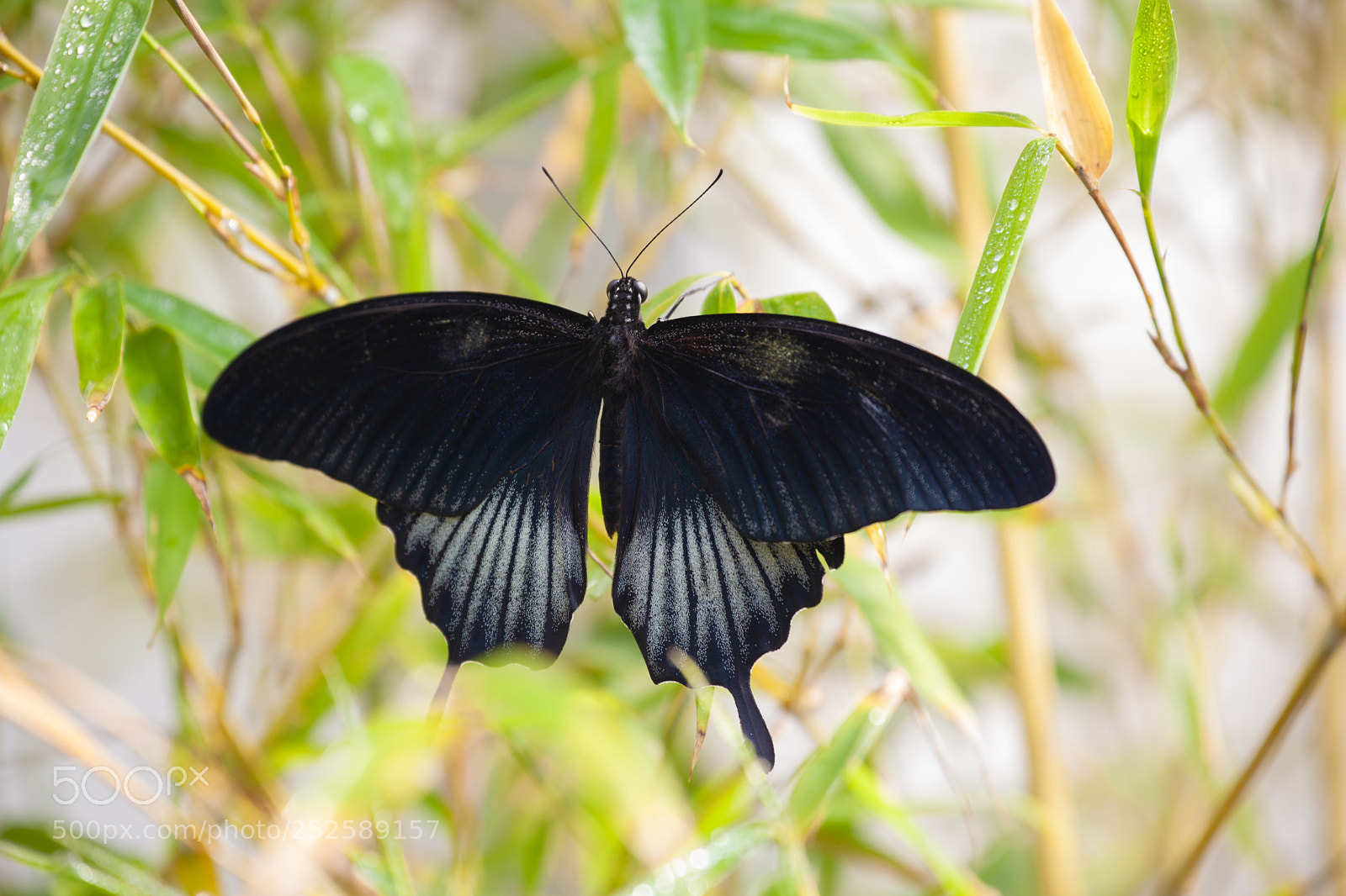 Canon EOS 5D Mark II sample photo. Blackterfly photography