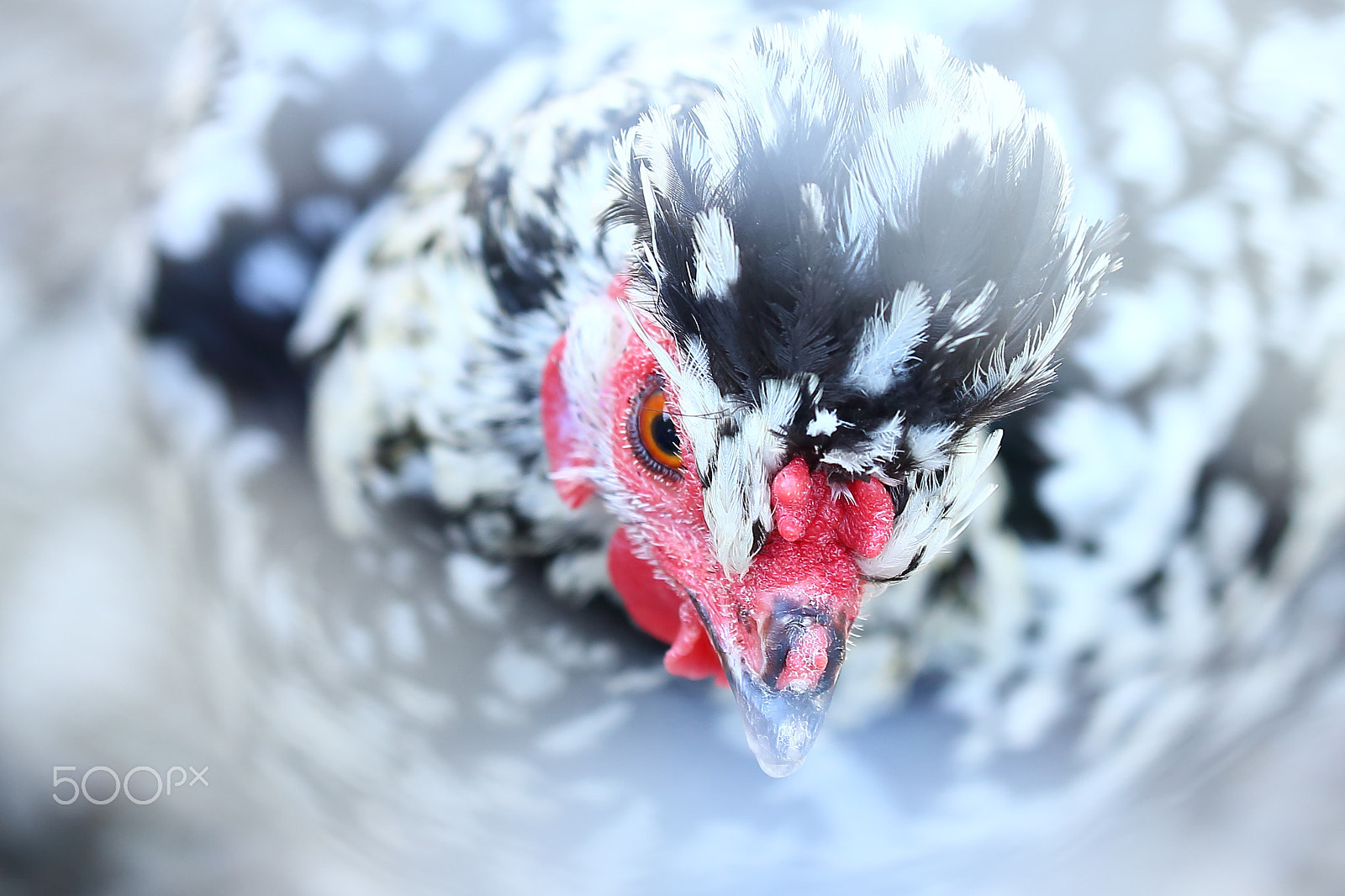 Canon EOS-1D X sample photo. 圈养的野鸡 photography