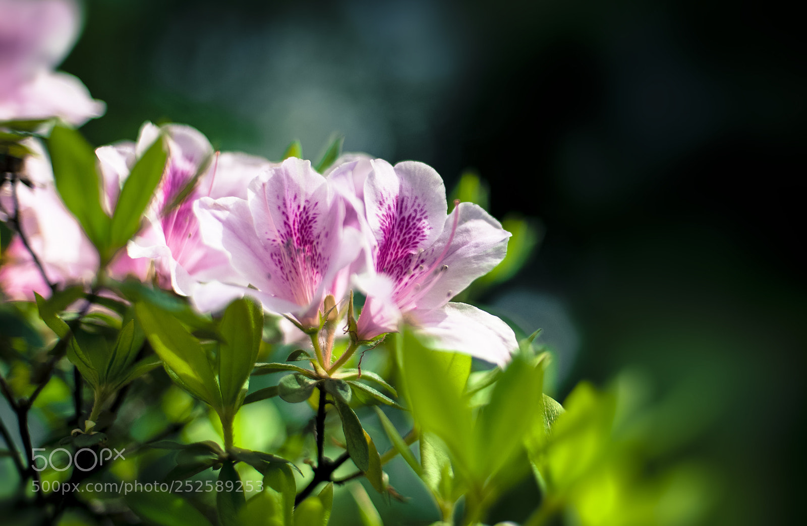 Nikon D700 sample photo. 杜鹃 Ⅲ photography
