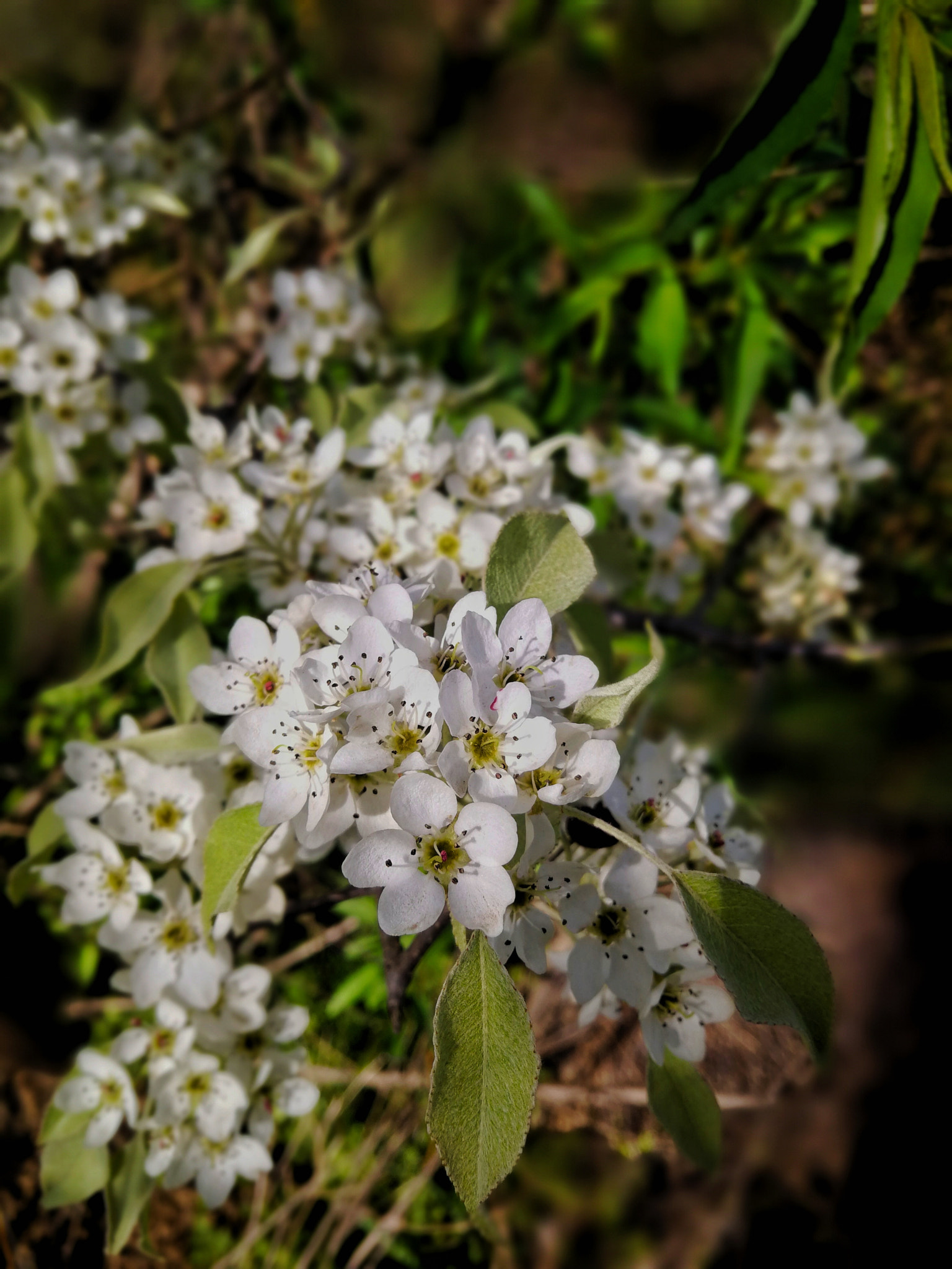 HUAWEI Mate 9 Pro sample photo. 山间梨花 photography