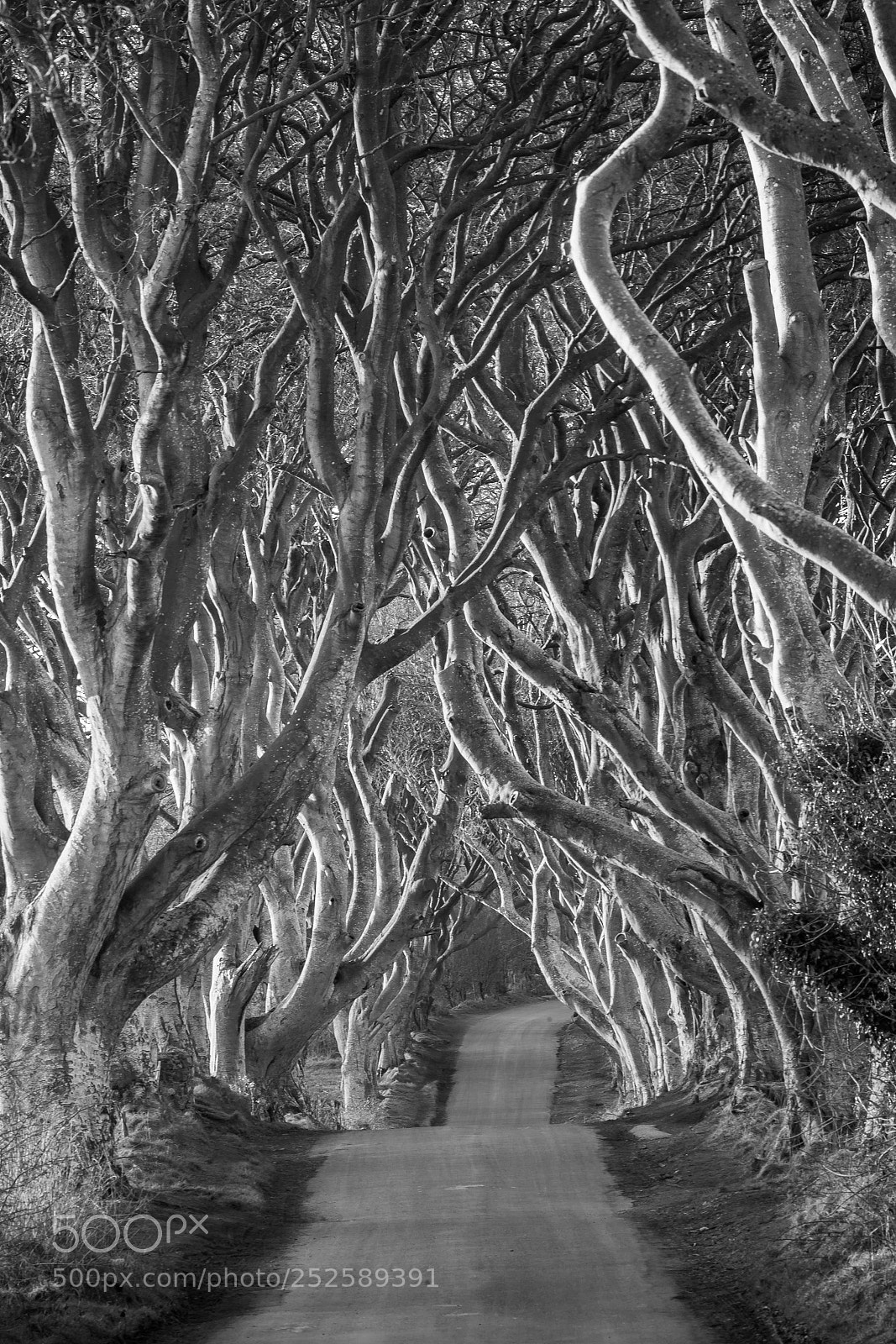 Canon EOS 5D Mark II sample photo. Life's a beech photography