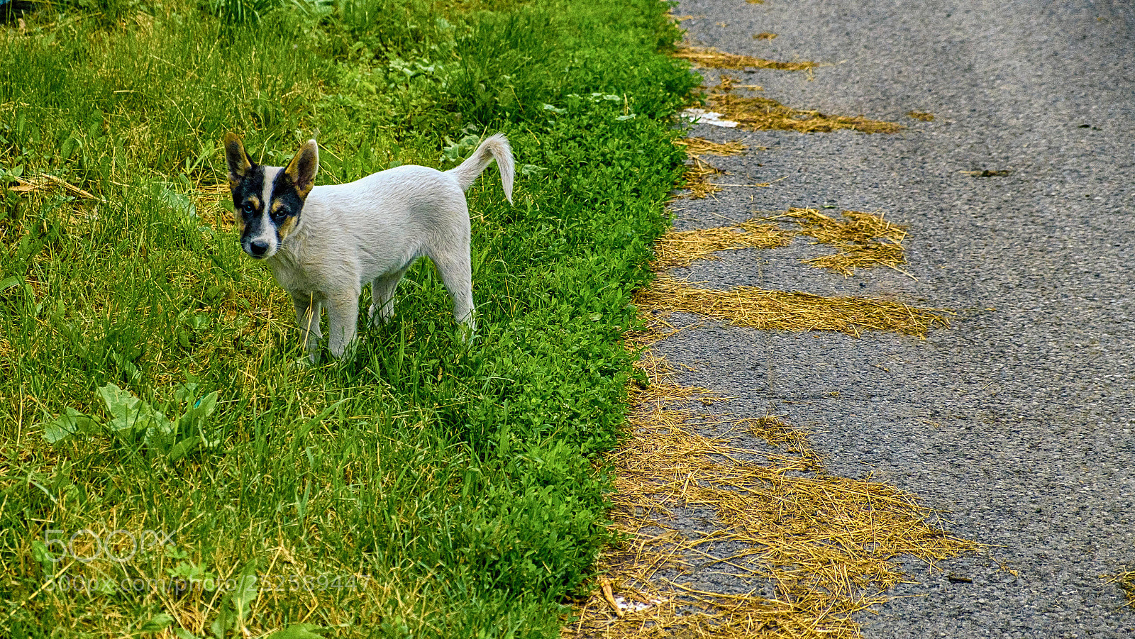 Fujifilm X-T2 sample photo. Puppy dogs on the photography
