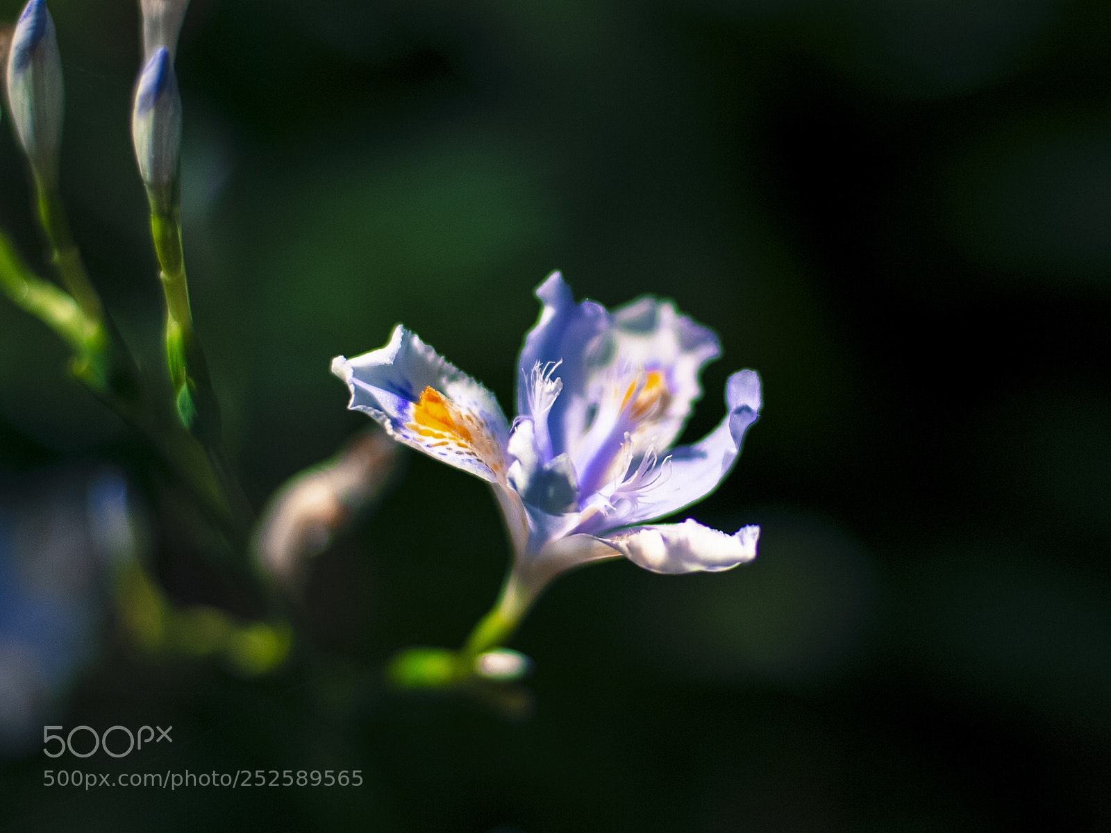 Nikon D700 sample photo. 未名花 photography