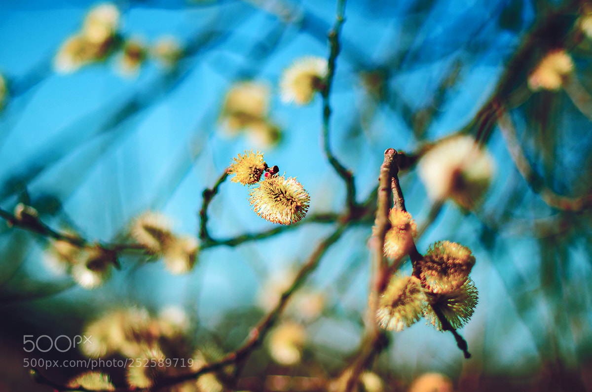 Nikon D7000 sample photo. Spring photography
