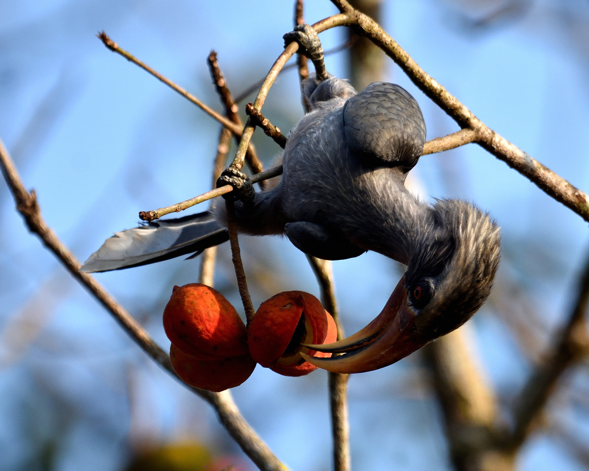 Nikon AF-S Nikkor 200-500mm F5.6E ED VR sample photo. A malabar hornbill eating wild fruits. photography