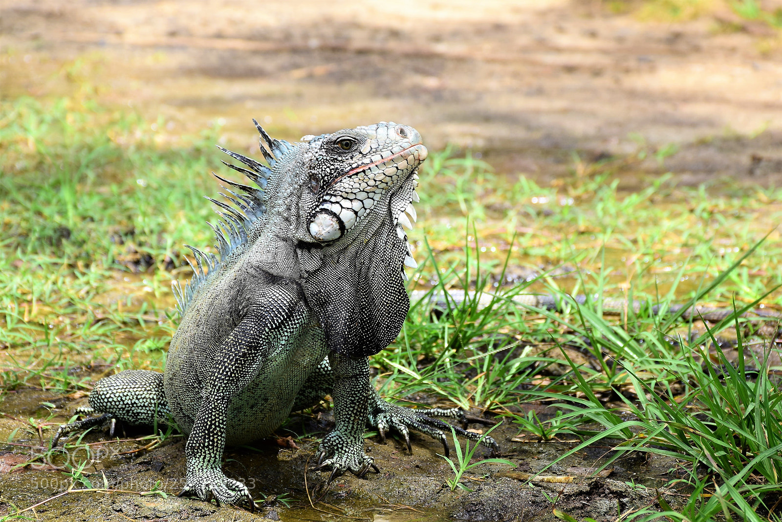 Nikon D5300 sample photo. Sunbathing iguana photography