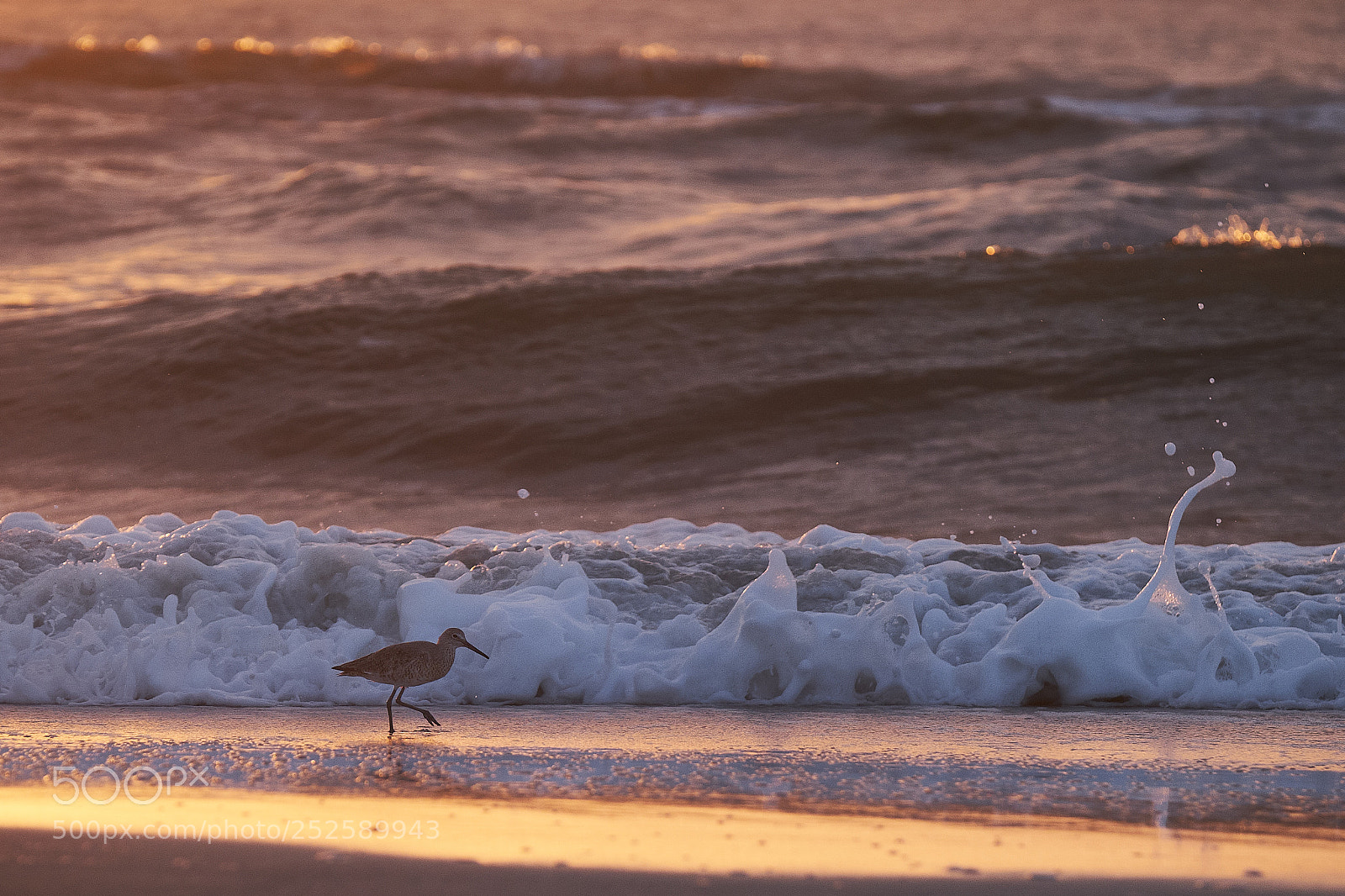 Fujifilm X-T2 sample photo. Early bird catches the photography