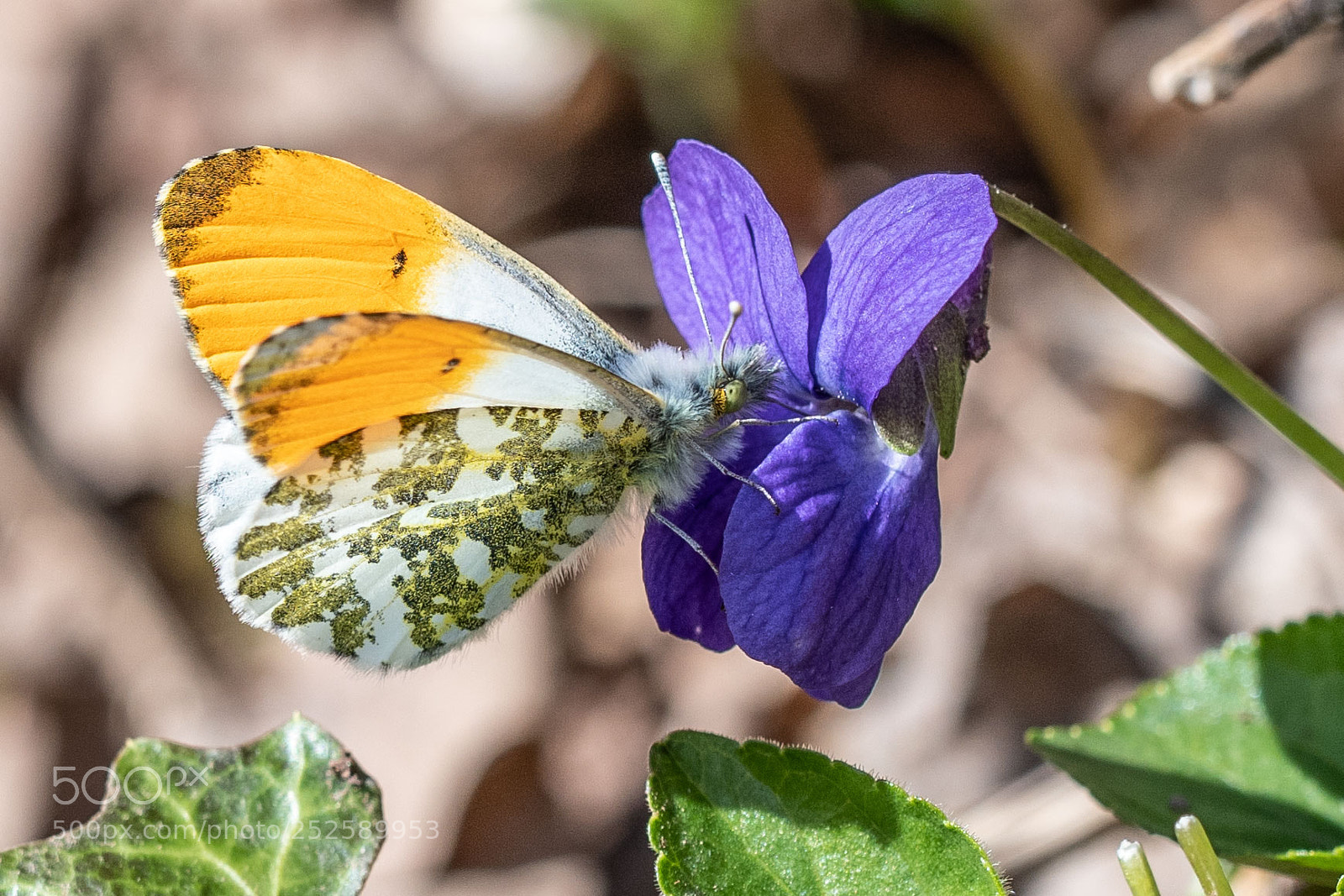 Nikon D500 sample photo. Spring beauty photography