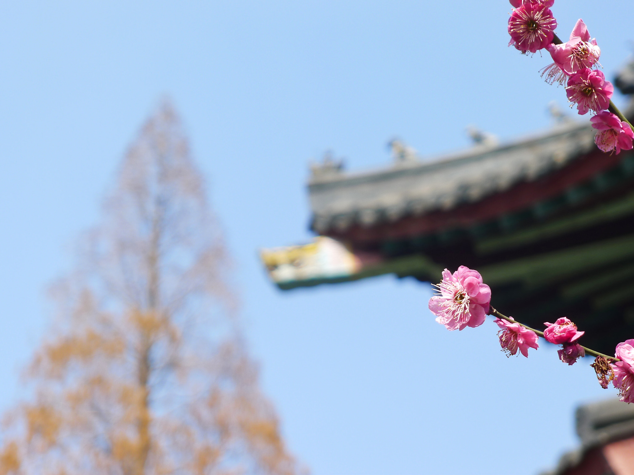 Panasonic Lumix DMC-LX5 sample photo. 随园春天2 photography