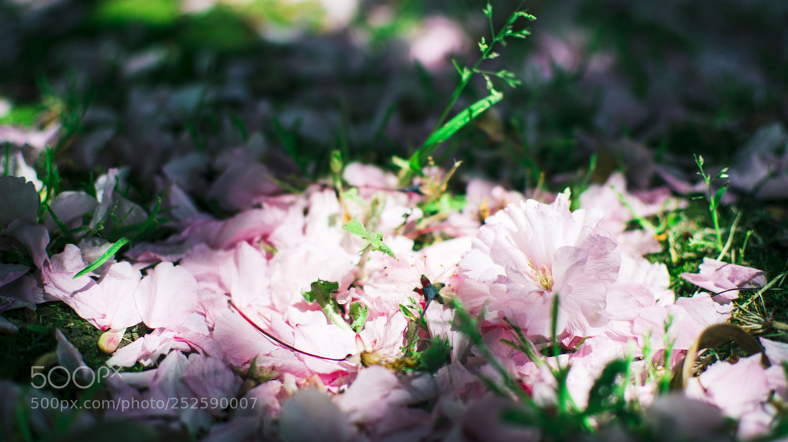 Nikon D7100 sample photo. 落红 photography