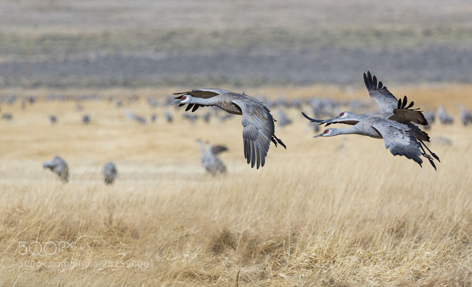 Canon EOS 5D Mark IV sample photo. Sandhills photography