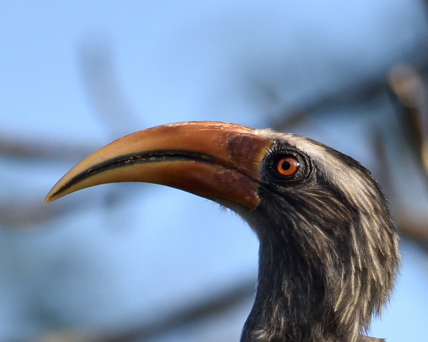 Nikon D7200 + Nikon AF-S Nikkor 200-500mm F5.6E ED VR sample photo. Portrait of malabar hornbill photography