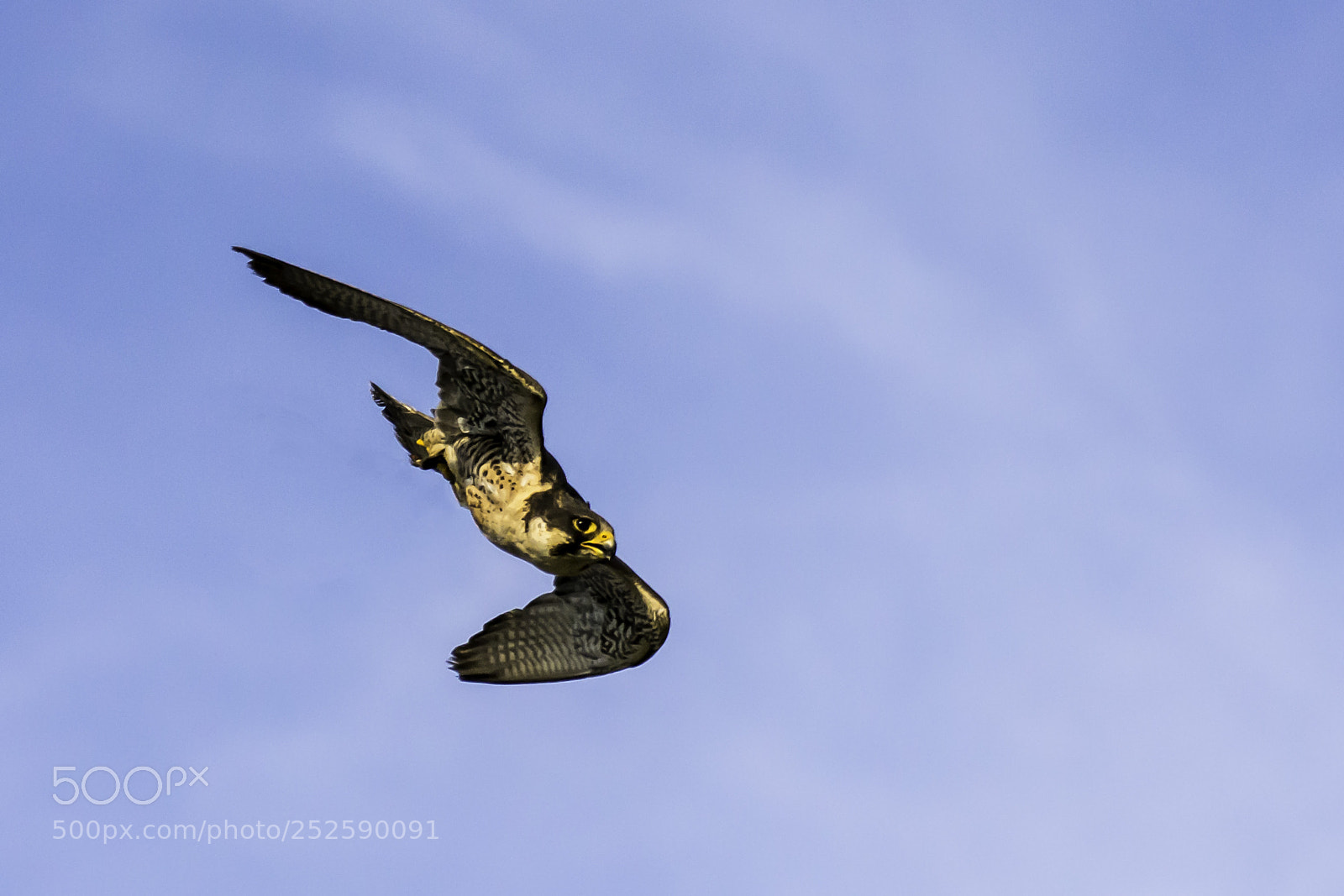 Nikon D7100 sample photo. Peregrine dive photography