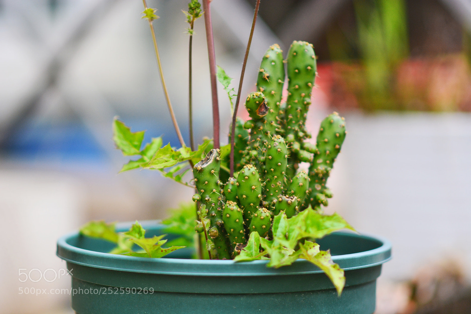 Nikon D7100 sample photo. 随手拍 photography