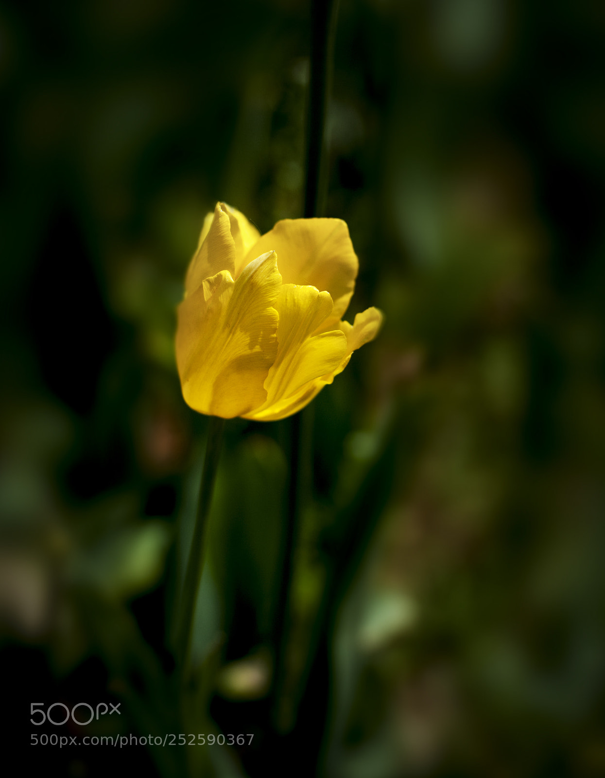 Nikon D700 sample photo. 郁金香 photography