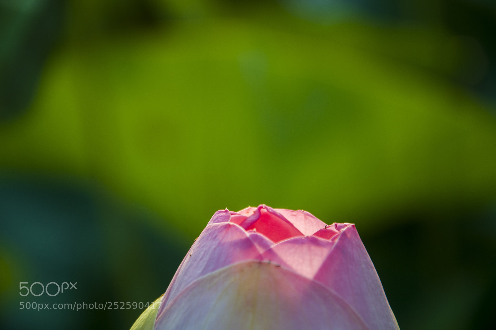 Nikon D90 sample photo. 吐露心声 photography