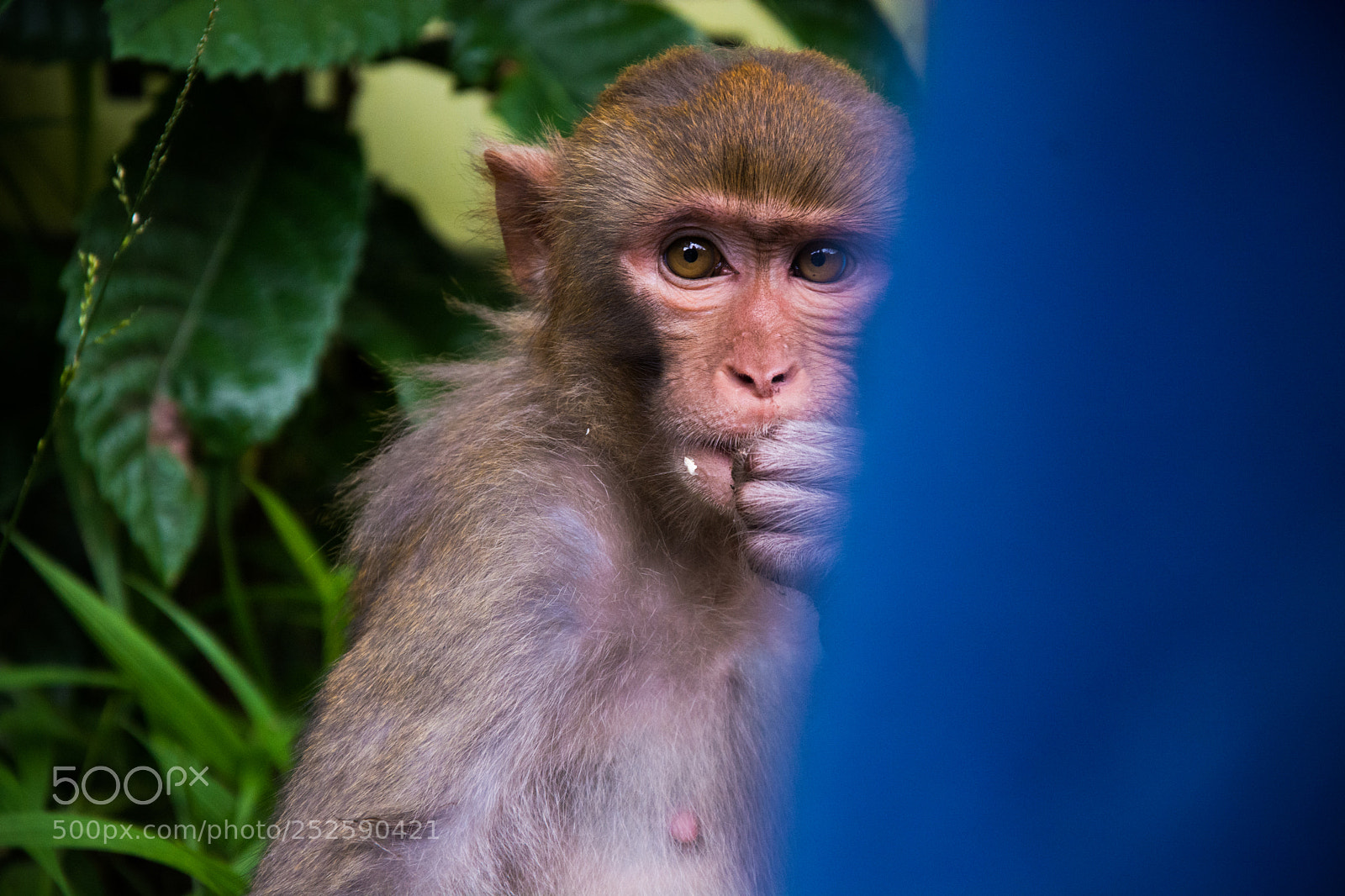 Nikon D7100 sample photo. 贵州黔灵山 photography