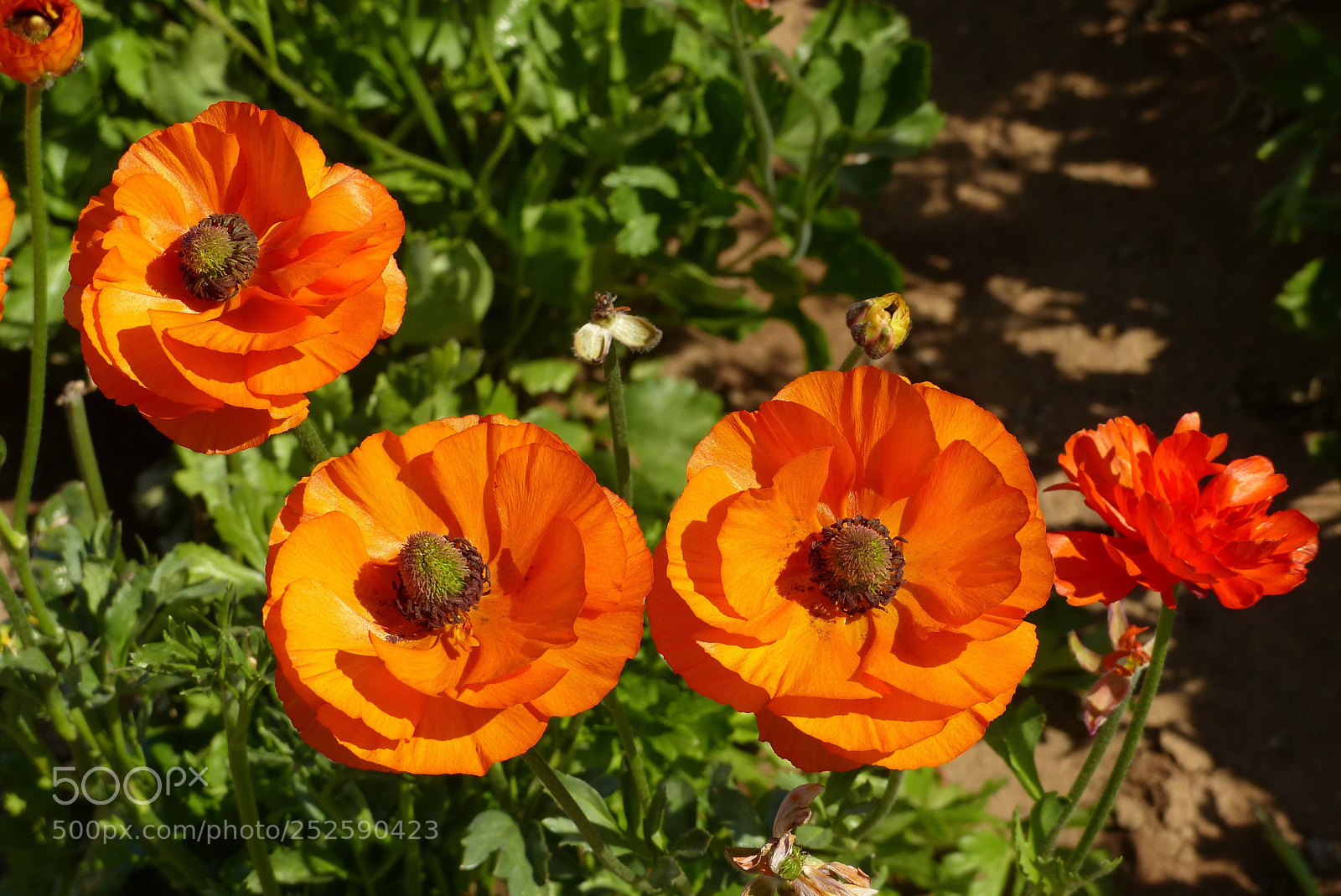 Panasonic Lumix DMC-FZ200 sample photo. Brilliant orange photography