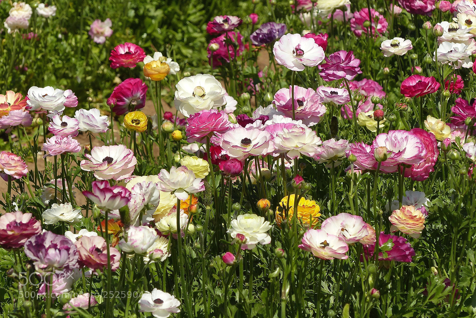 Panasonic Lumix DMC-FZ200 sample photo. Bouquet of growing flowers photography