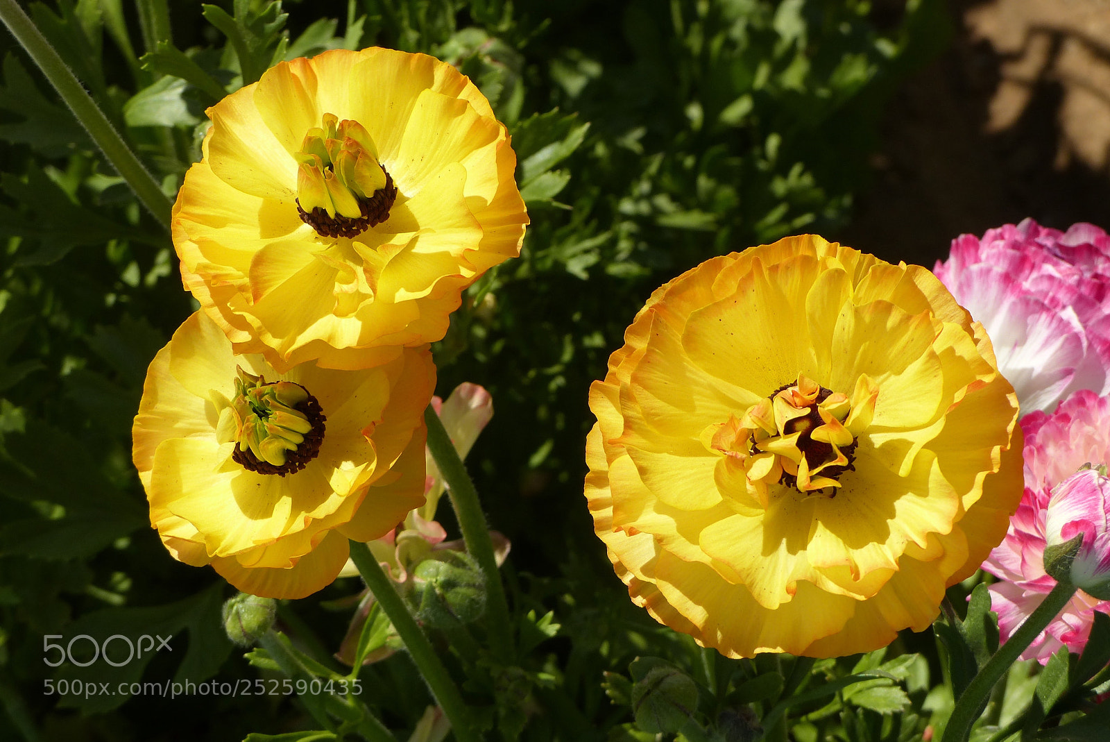 Panasonic Lumix DMC-FZ200 sample photo. Yellow blossoms photography