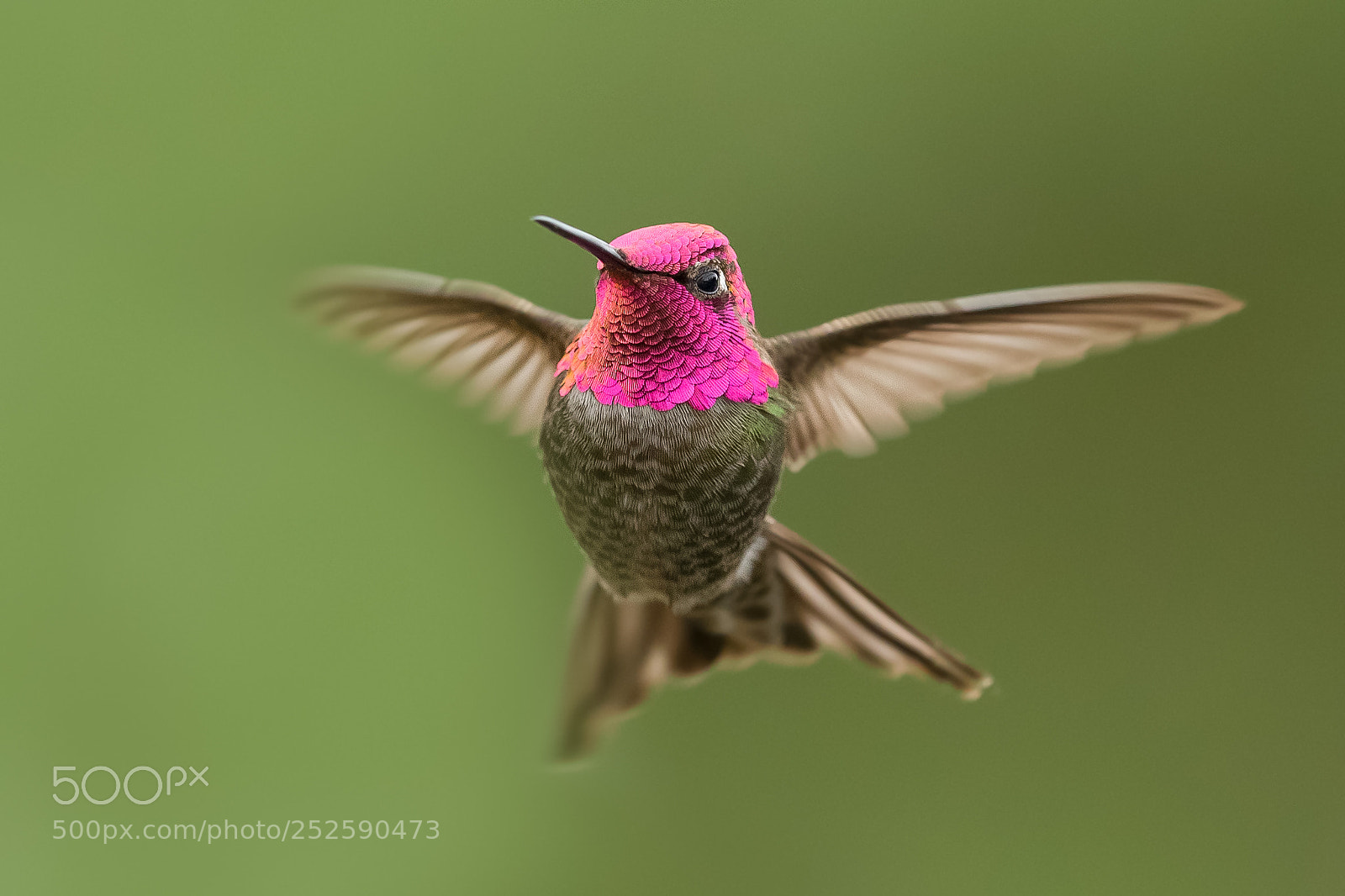 Canon EOS-1D X sample photo. Anna's hummingbird photography