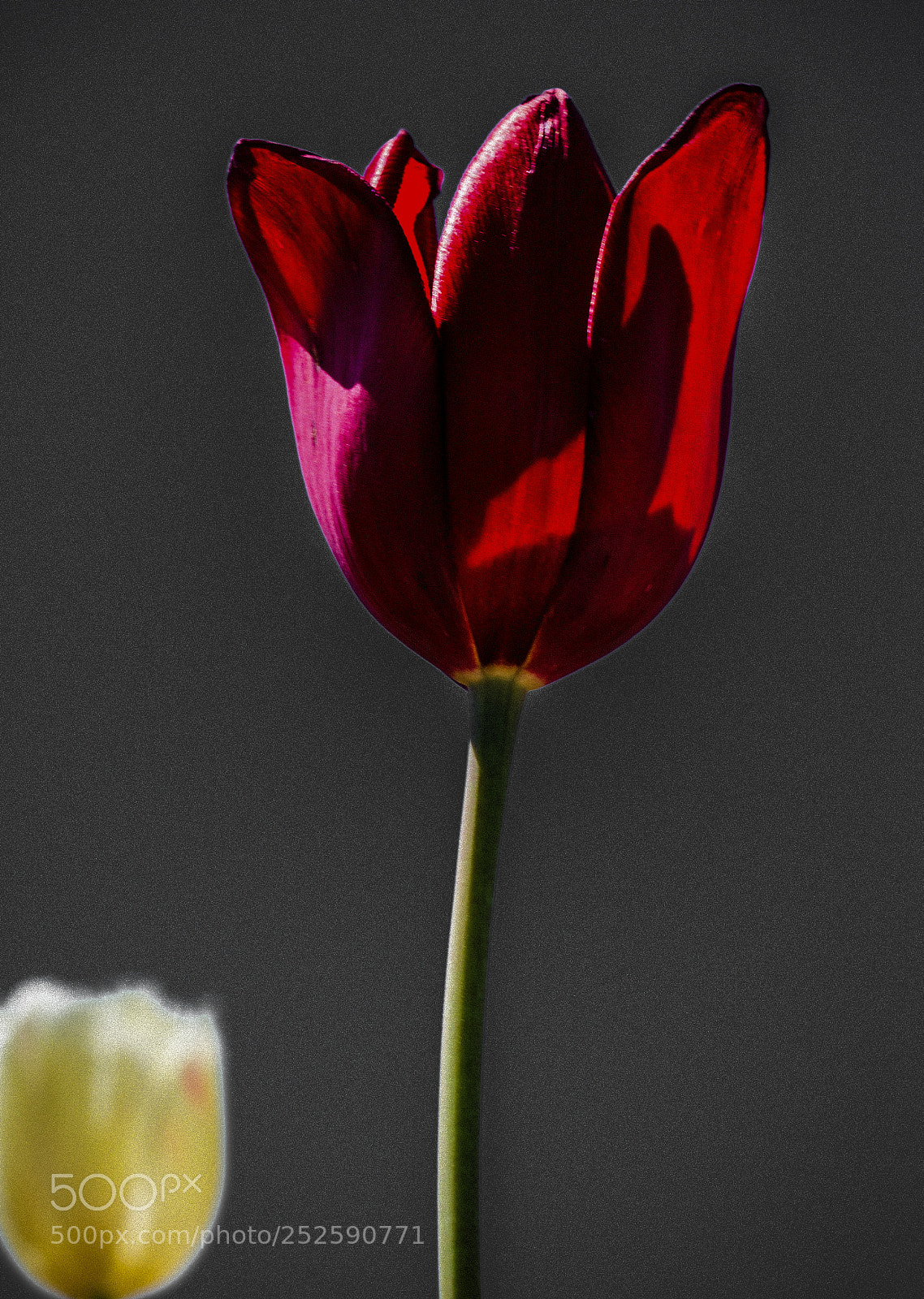 Nikon D7000 sample photo. Flower photography