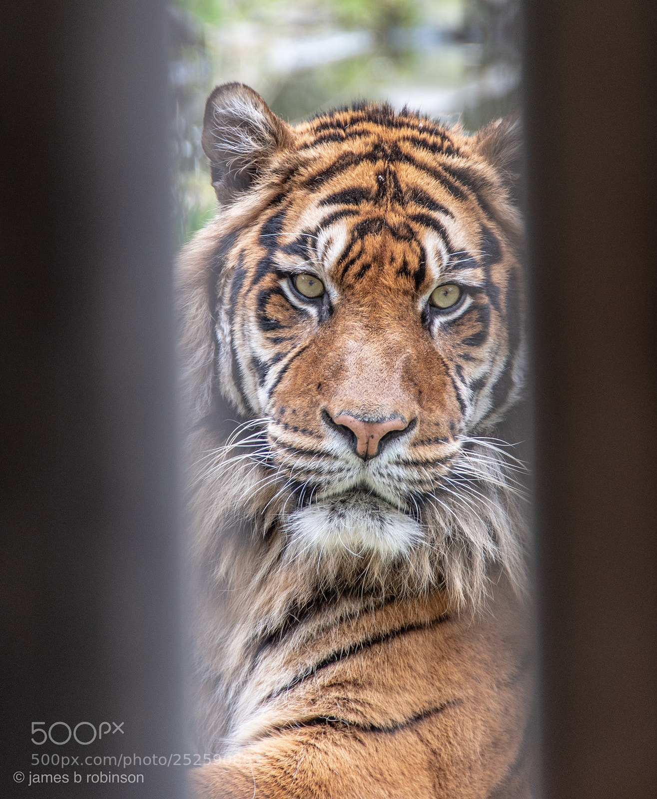 Nikon D500 sample photo. Through the bars photography