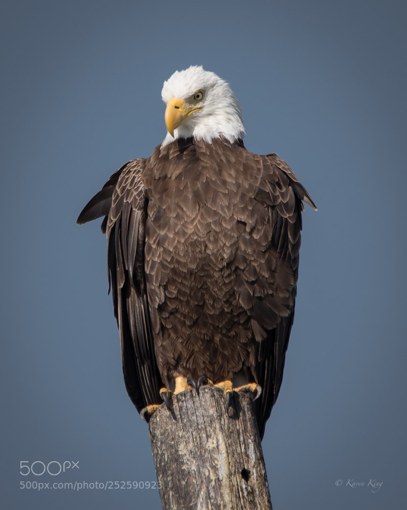 Nikon D500 sample photo. Bald eagle photography